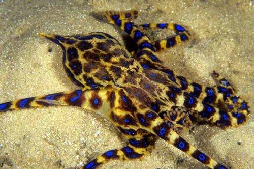 En ölümcül hayvanlar