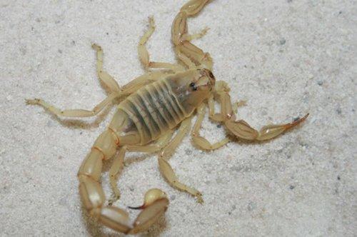 En ölümcül hayvanlar