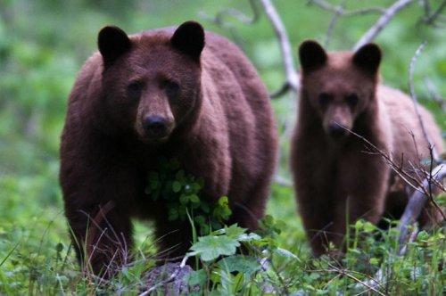 Tabiat anadan 50 güzel kare
