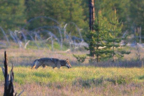 Tabiat anadan 50 güzel kare