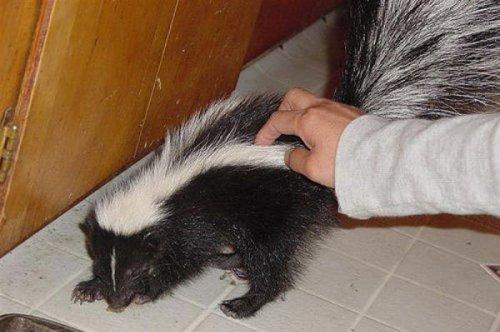 En ölümcül hayvanlar