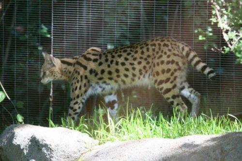 En ölümcül hayvanlar