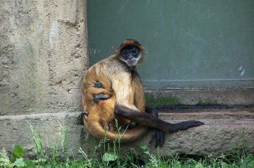 En ölümcül hayvanlar