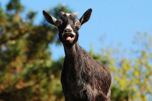 En ölümcül hayvanlar