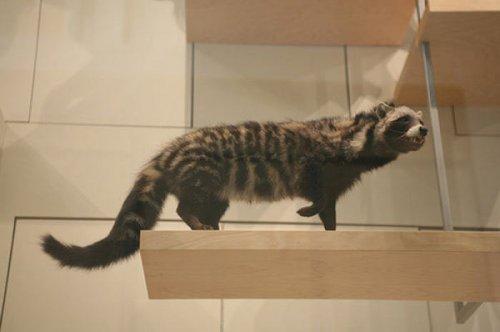 En ölümcül hayvanlar