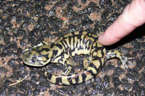 En ölümcül hayvanlar