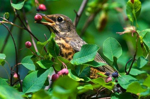 Tabiat anadan 50 güzel kare
