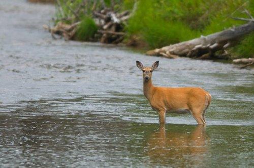 Tabiat anadan 50 güzel kare