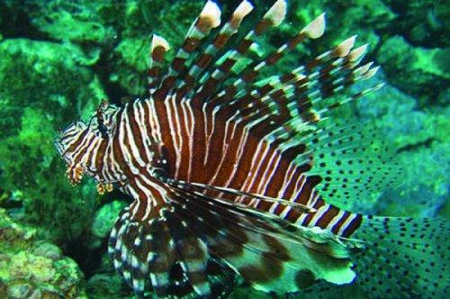 En ölümcül hayvanlar