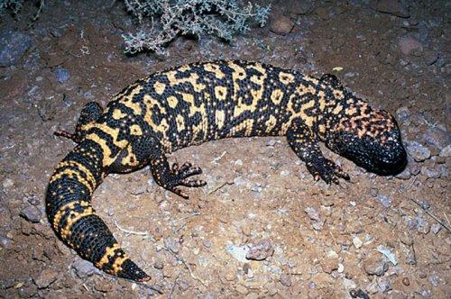 En ölümcül hayvanlar