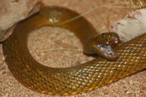 En ölümcül hayvanlar