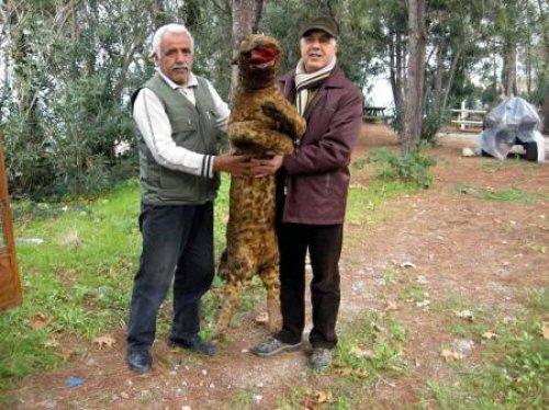 Aydın’da Anadolu Parsı  - Resim 1