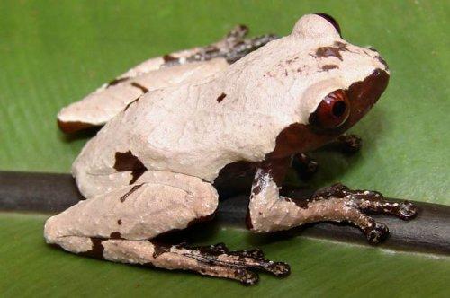 Yeni keşfedilen hayvanlar