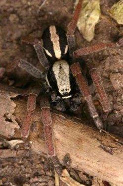 Yeni keşfedilen hayvanlar