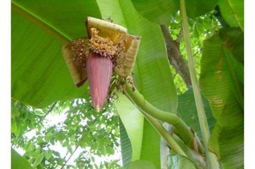 Yeni keşfedilen hayvanlar