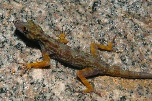 Yeni keşfedilen hayvanlar