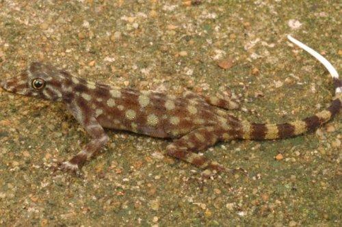 Yeni keşfedilen hayvanlar