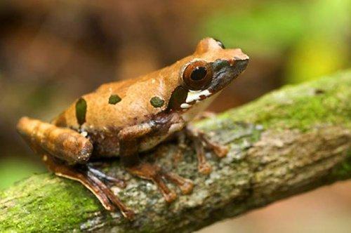 Yeni keşfedilen hayvanlar