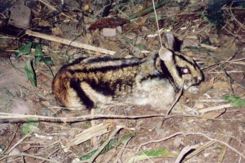 Yeni keşfedilen hayvanlar