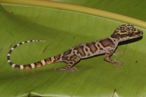 Yeni keşfedilen hayvanlar