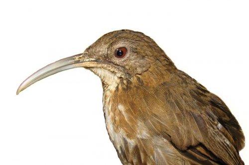 Yeni keşfedilen hayvanlar