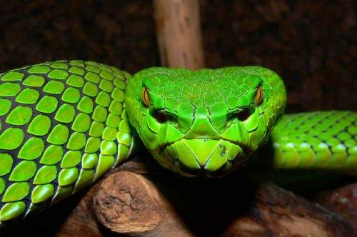 Yeni keşfedilen hayvanlar