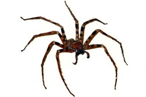 Yeni keşfedilen hayvanlar