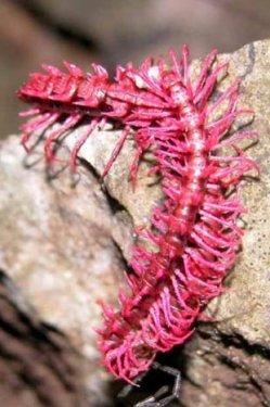 Yeni keşfedilen hayvanlar