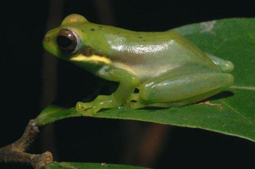 Yeni keşfedilen hayvanlar