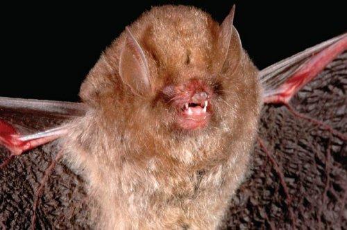 Yeni keşfedilen hayvanlar