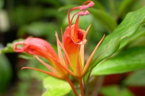 Yeni keşfedilen hayvanlar