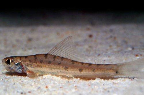 Yeni keşfedilen hayvanlar