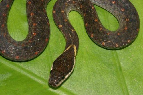 Yeni keşfedilen hayvanlar