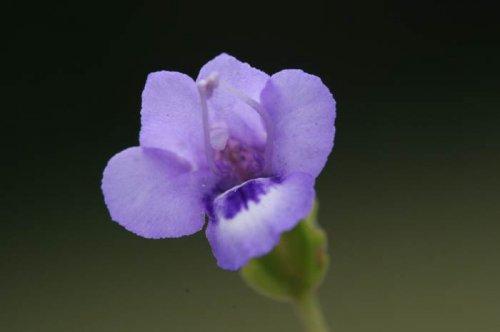 Yeni keşfedilen hayvanlar