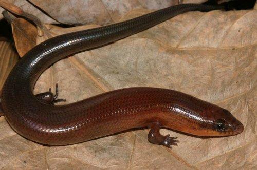 Yeni keşfedilen hayvanlar