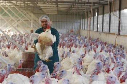 İngilizler hindiye niçin Turkey der