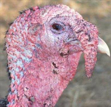 İngilizler hindiye niçin Turkey der