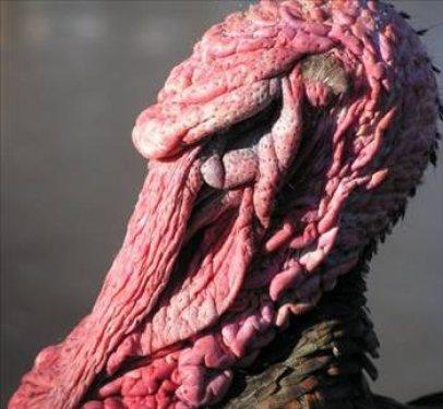 İngilizler hindiye niçin Turkey der