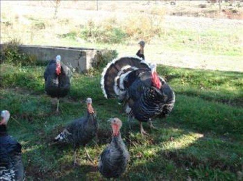 İngilizler hindiye niçin Turkey der