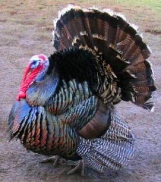 İngilizler hindiye niçin Turkey der