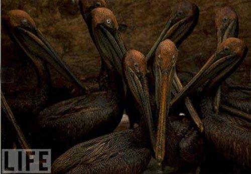 100 Fotoğrafla 2010 yılı