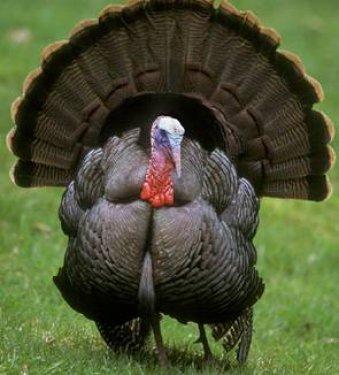 İngilizler hindiye niçin Turkey der