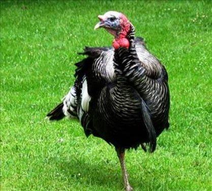 İngilizler hindiye niçin Turkey der