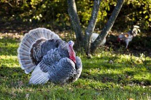 İngilizler hindiye niçin Turkey der