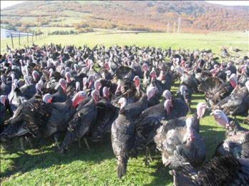 İngilizler hindiye niçin Turkey der