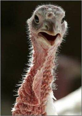 İngilizler hindiye niçin Turkey der