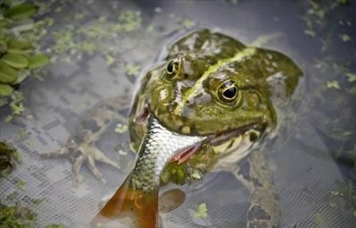 100 Fotoğrafla 2010 yılı