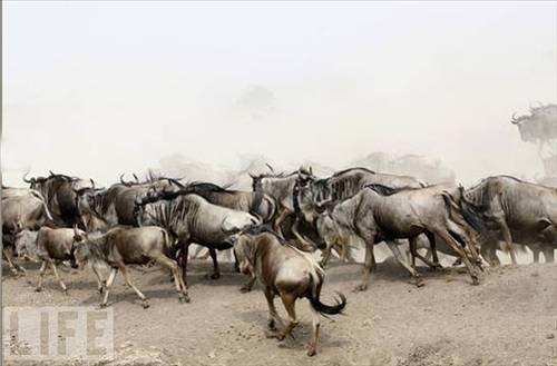 100 Fotoğrafla 2010 yılı