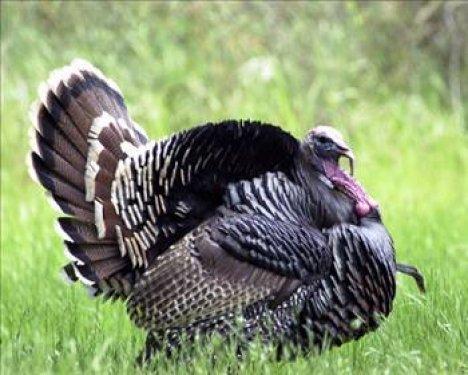 İngilizler hindiye niçin Turkey der