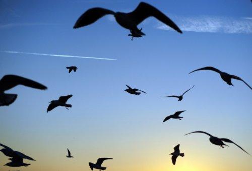 İstanbul'da günbatımı ve gece - Resim 46